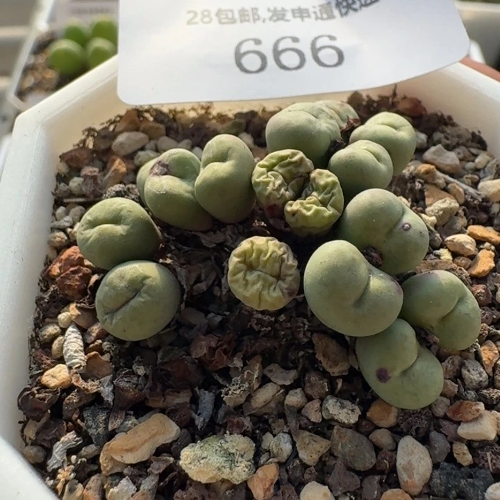 666 小红嘴。