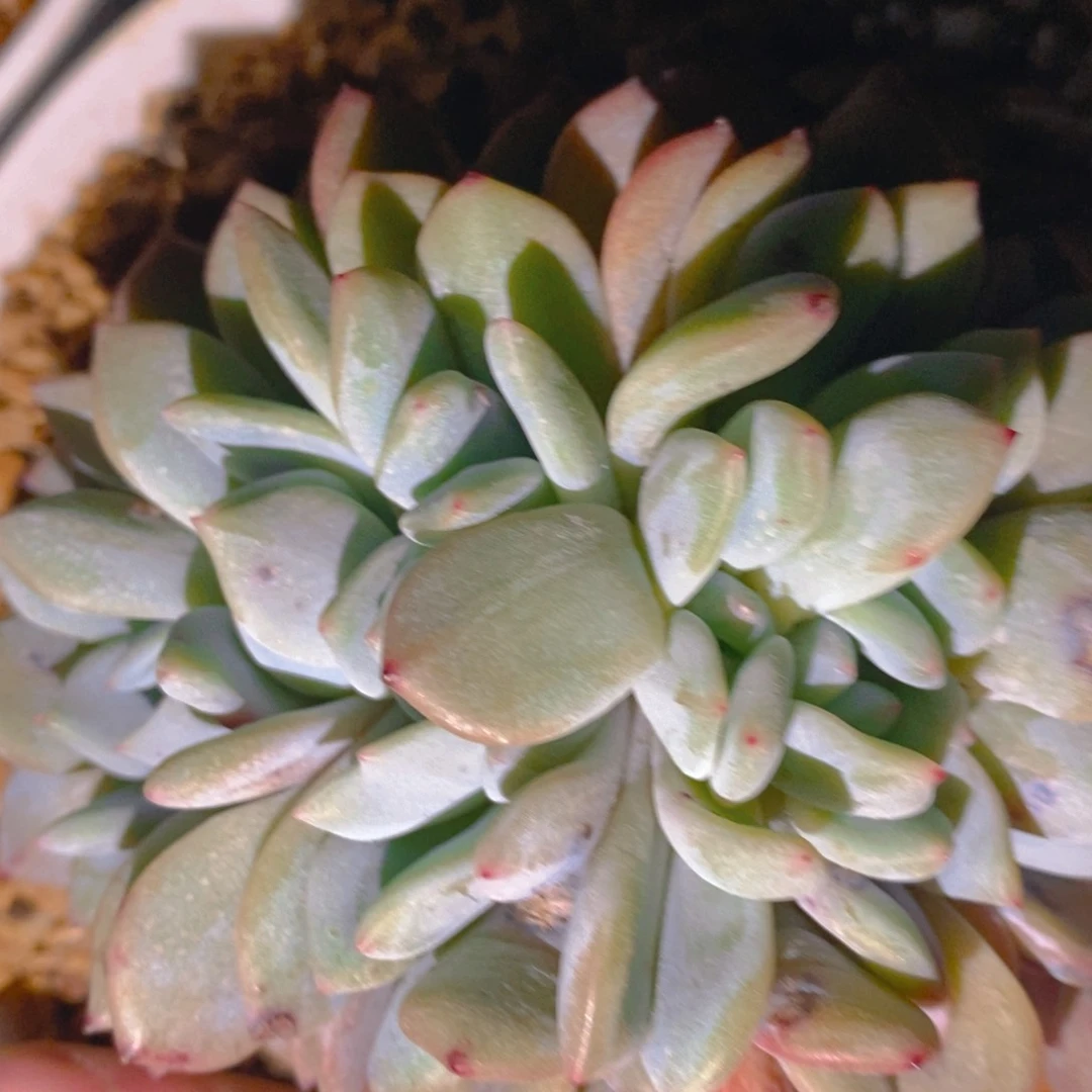 星影全朵朵树888