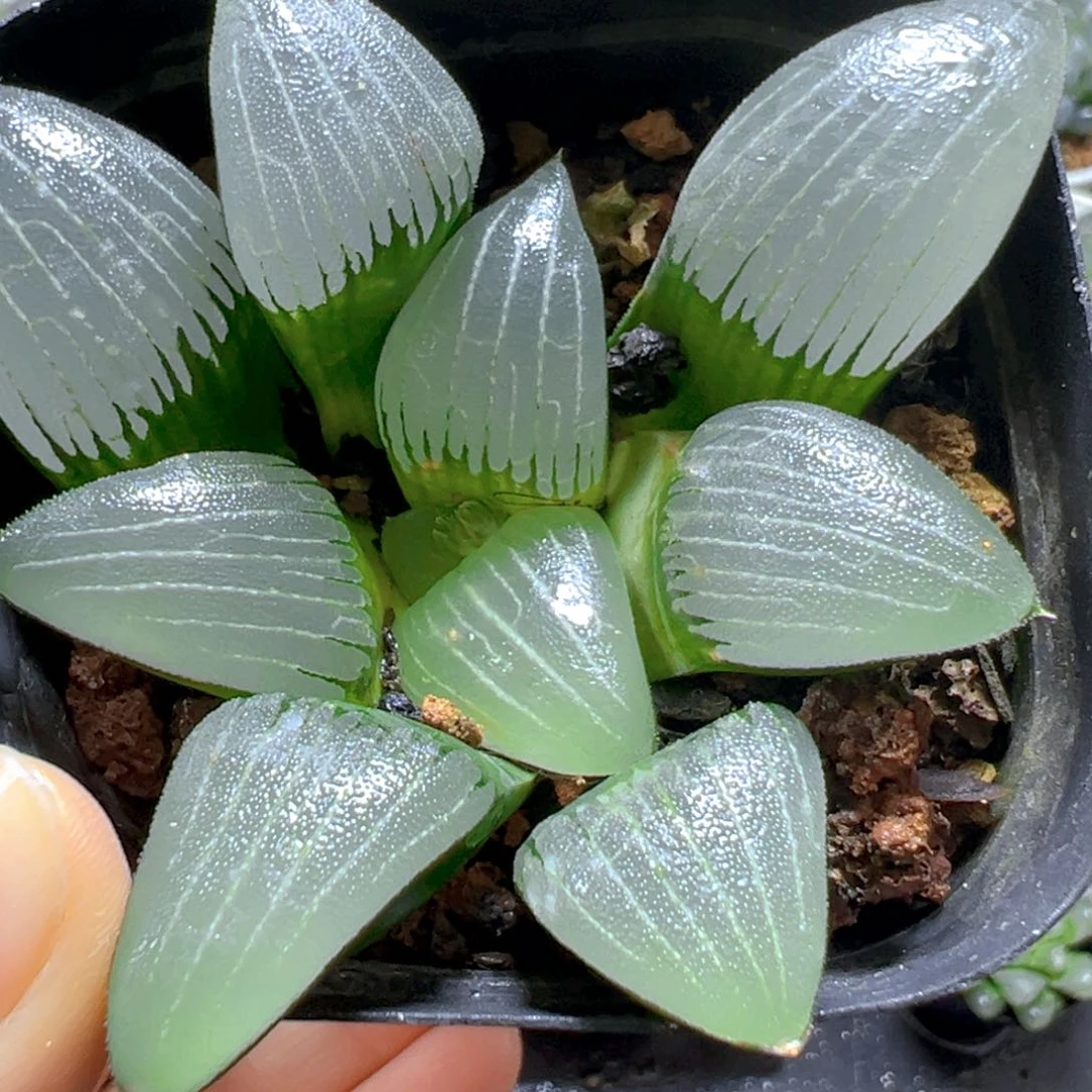 电路板玉露多肉多肉