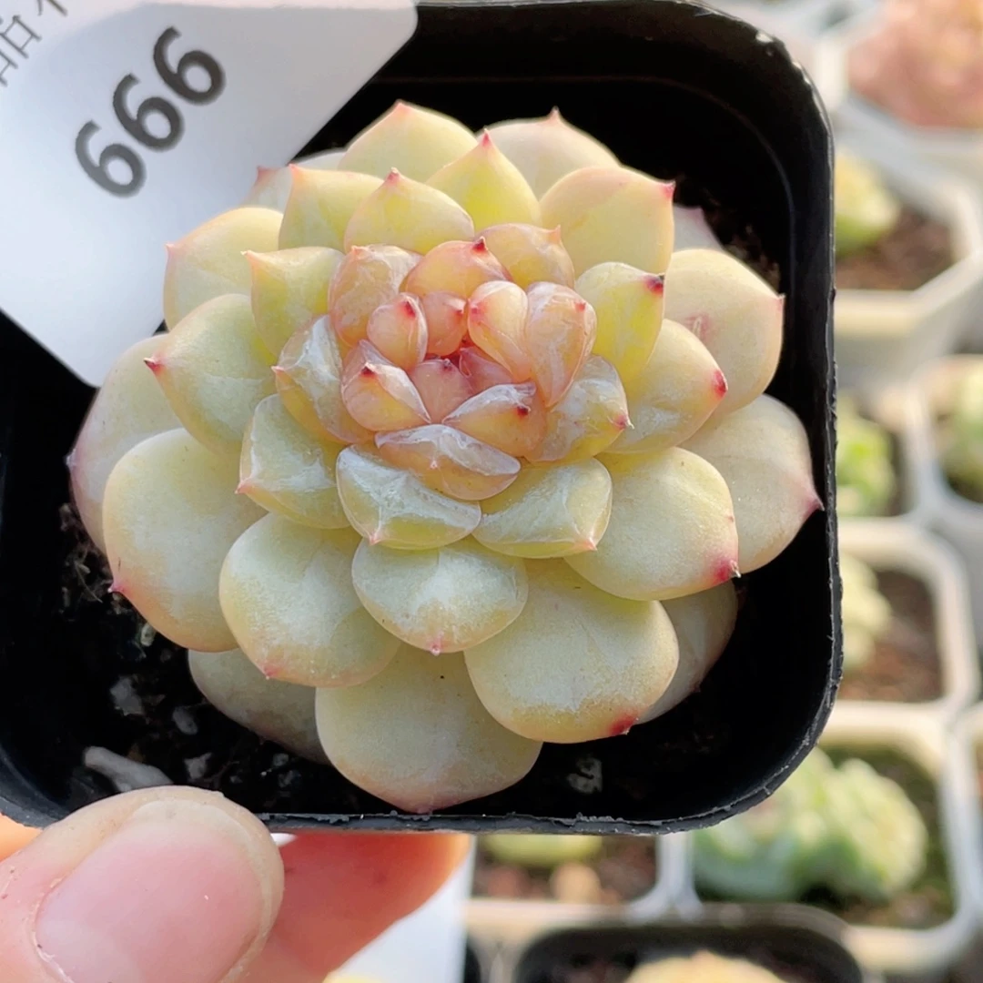 666号糖心冰心珍妮 雏菊
