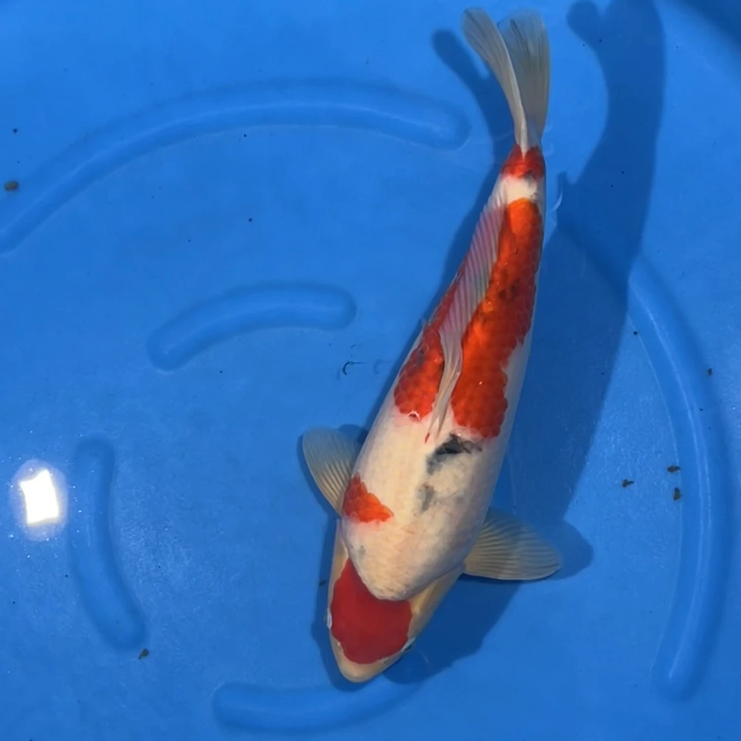 阪井出品麒麟大正锦鲤母（Allen）