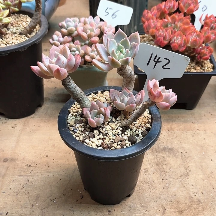 多肉植物，红粉佳人142号