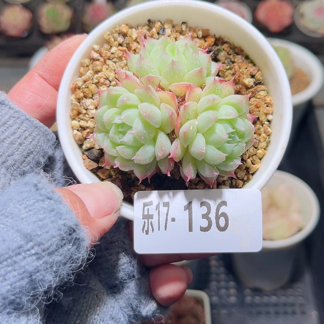 木乐17-136麦秆不包整