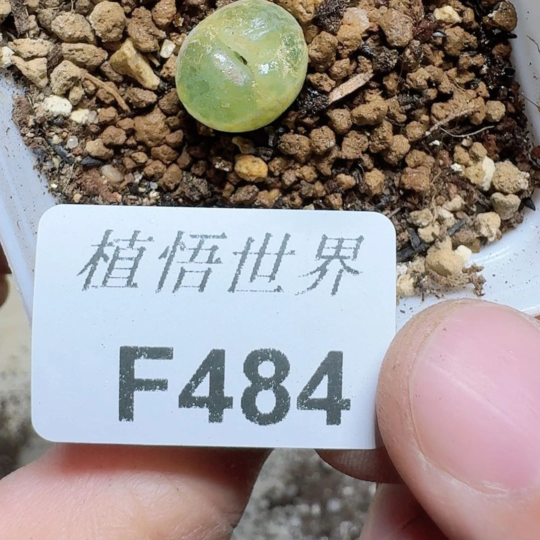 484号多肉植物哇c g