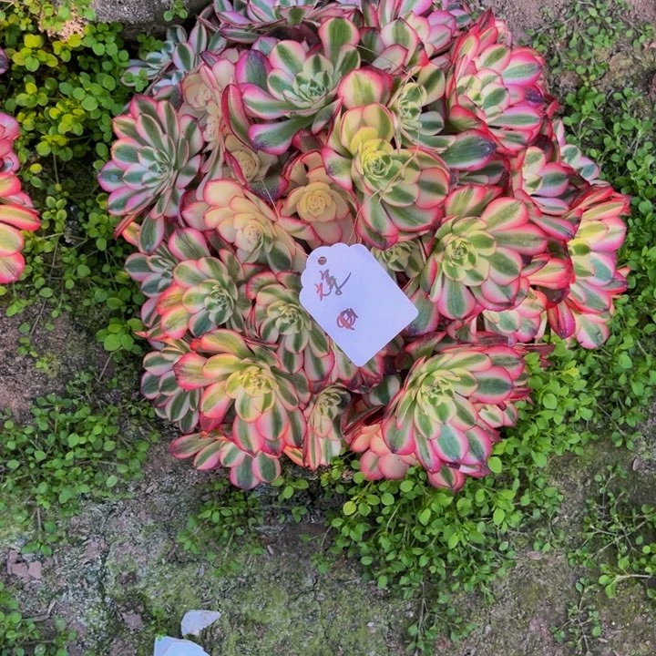 我***დ多肉植物老庄
