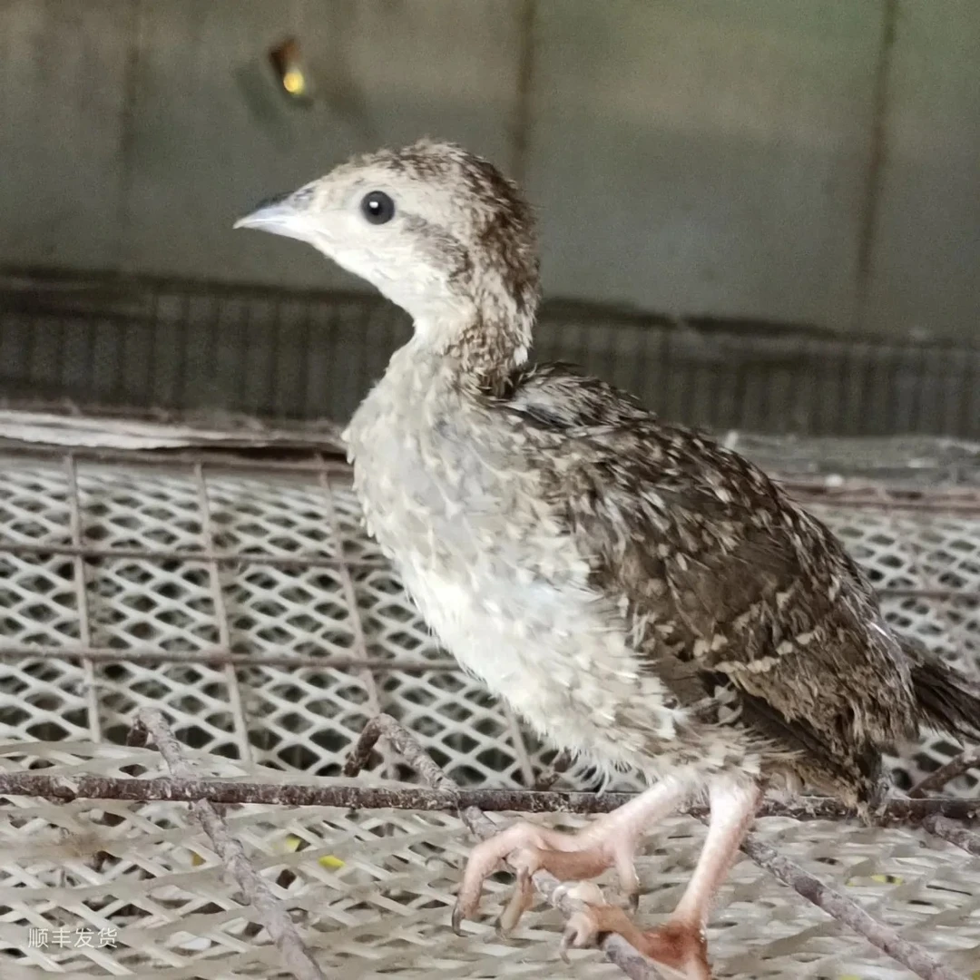 可爱萌宠 呱呱鸡  咕咕鸡 宠物鸡 健康活泼 顺丰发货包邮到家