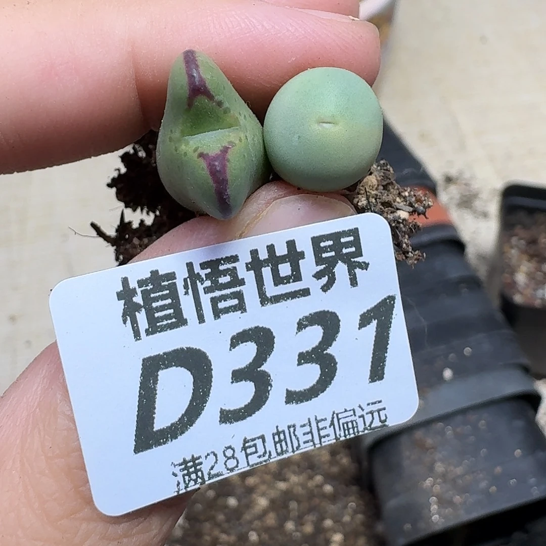 多肉植物的人啊gbn