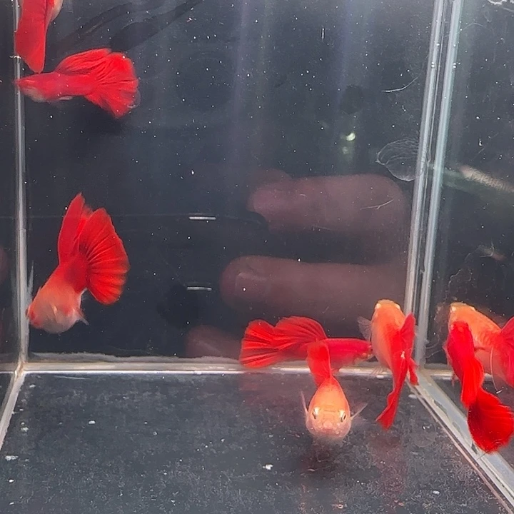 孔雀鱼美系大背血红3对