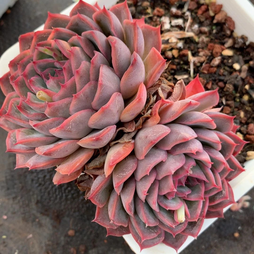 192杂交多肉11冠幅