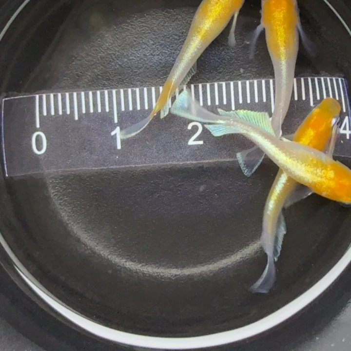 青鳉鱼红白赤壁16号