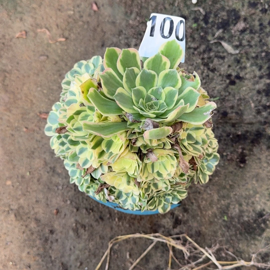 20-11法师彦宁1100