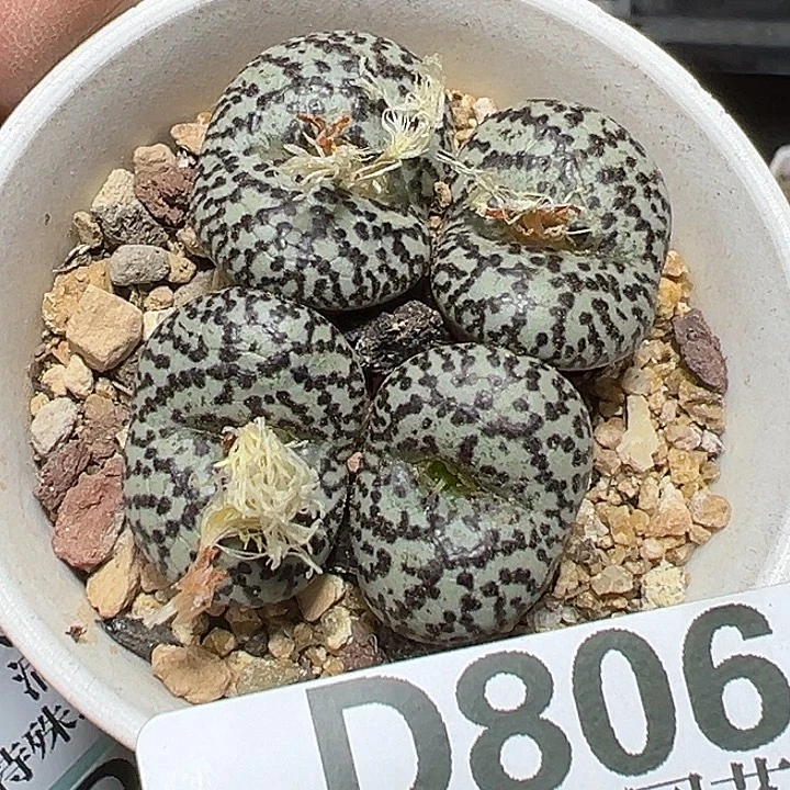 806号福利安贞zzyyyxyxxzyyy