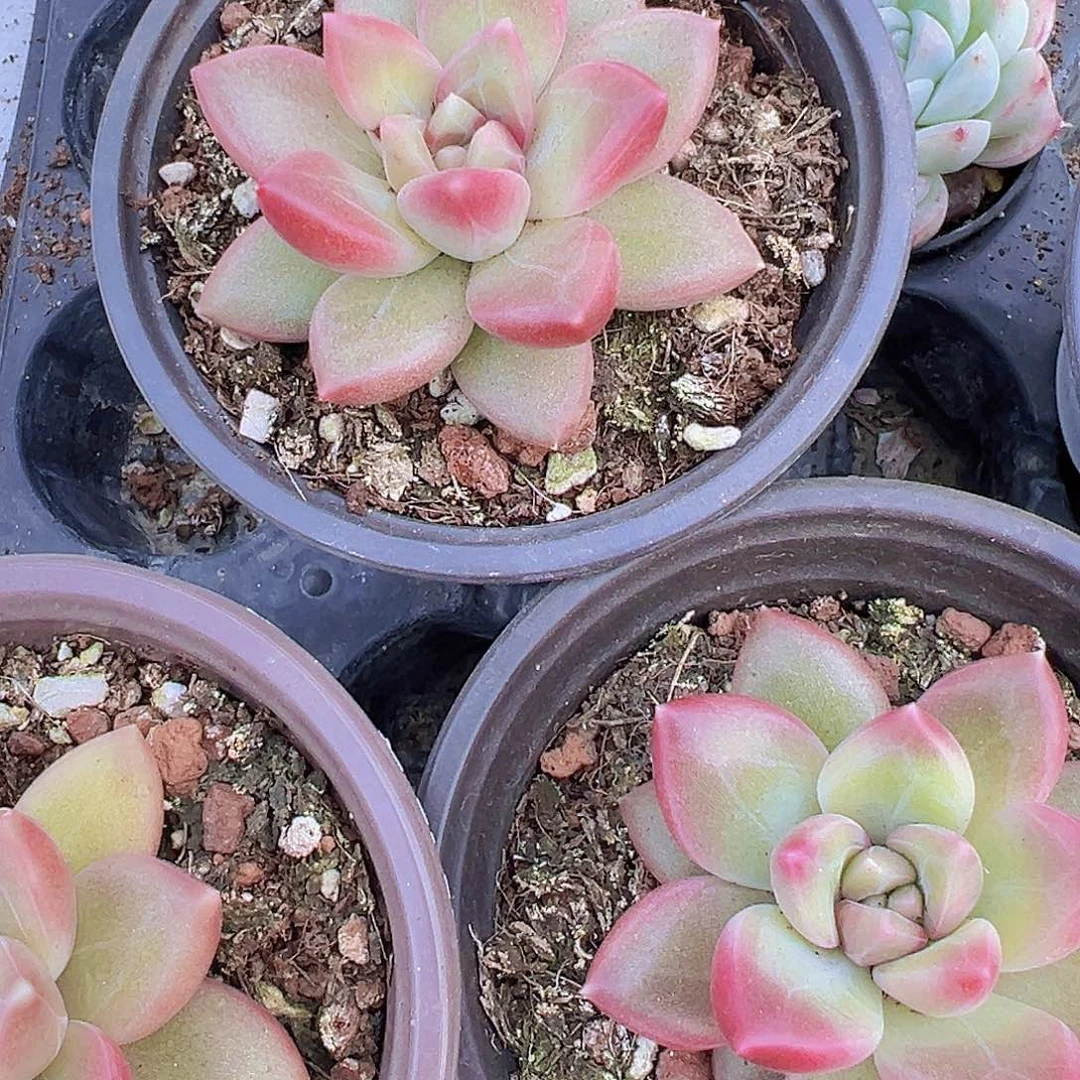 大单头迷雾泡泡19包邮多肉