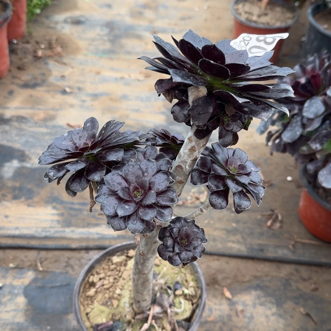 墨法师080满20包邮断枝不包