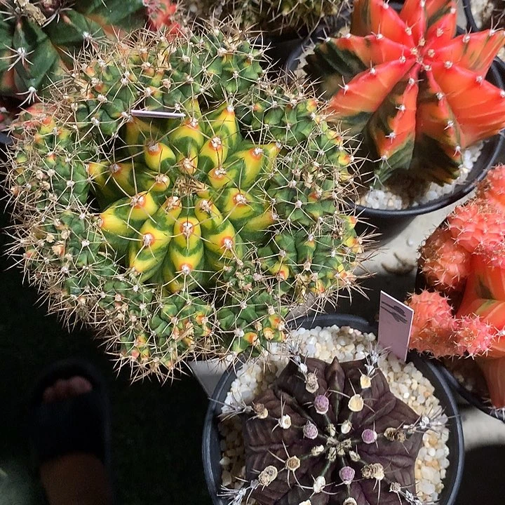 花**夏20-0421泰国发货多肉