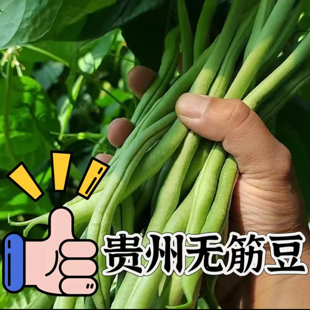 【顺丰生鲜】贵州无茎豆露天自种老品种四季豆新鲜脆嫩多汁现摘现发