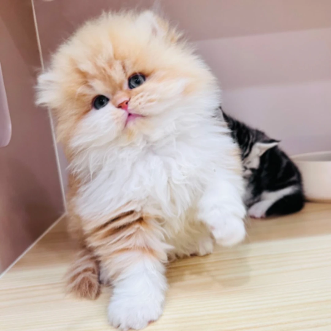 【不晚宠物】猫咪活体线上荷兰猪甄选