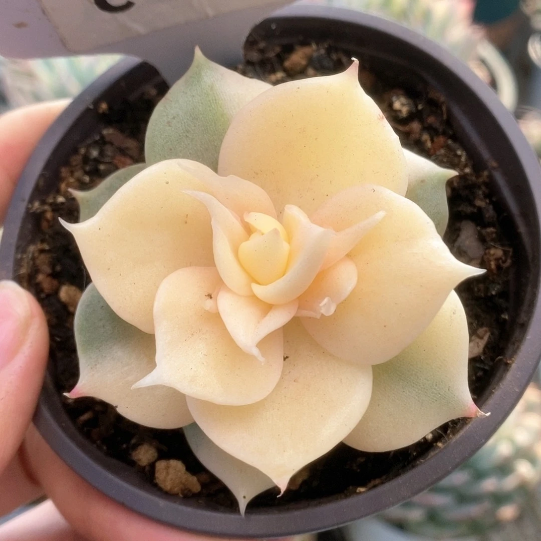 209贝加尔湖锦锦锦锦锦