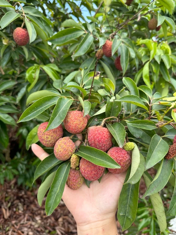广东茂名电白粤洲红荔枝现摘现发当季水果顺丰冷链包邮