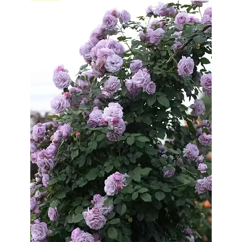 薰衣草花环月季 矢岛成浩 藤本大花浓香 爬藤植物 蔷薇拱门 少刺