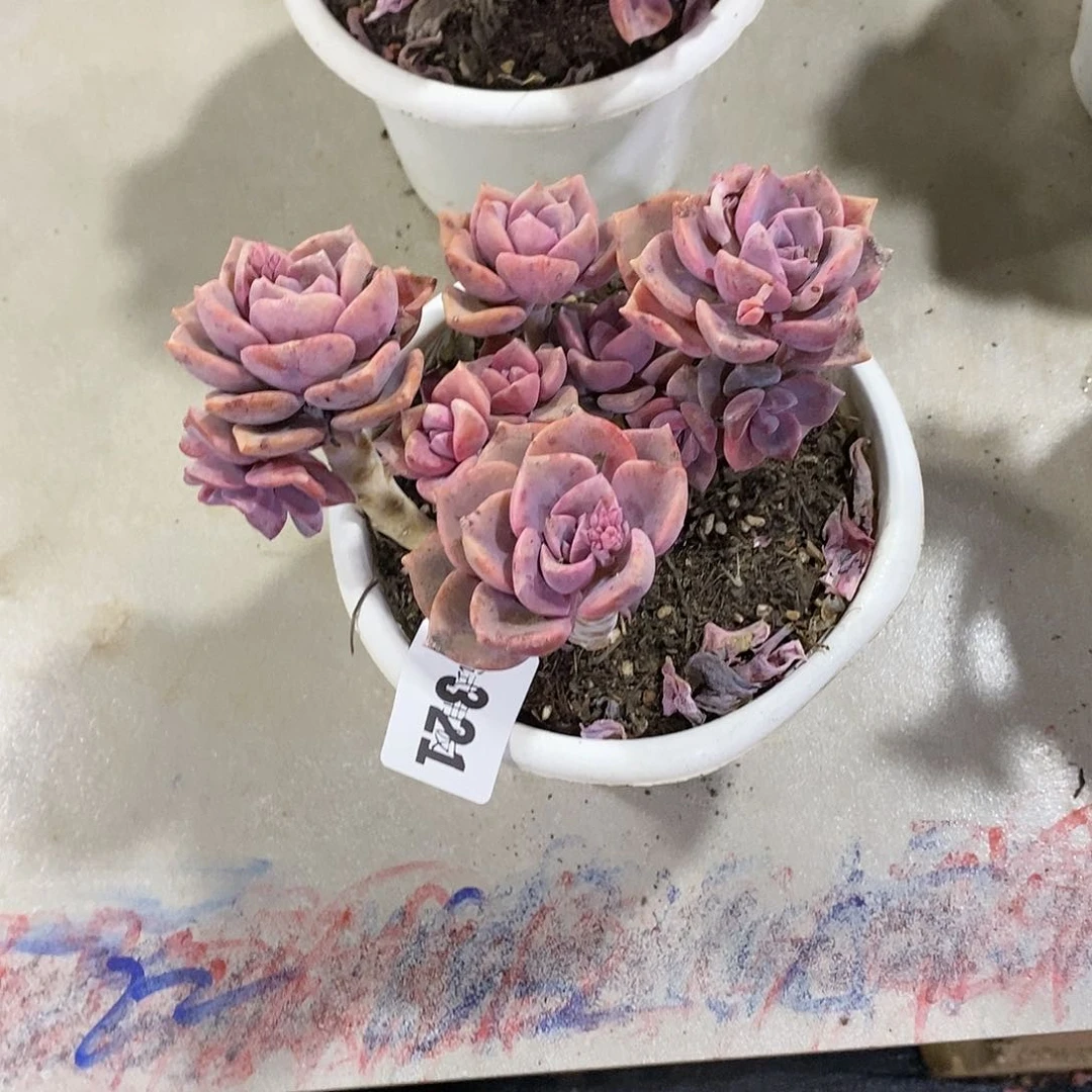 z*f321彩虹糖多肉植物