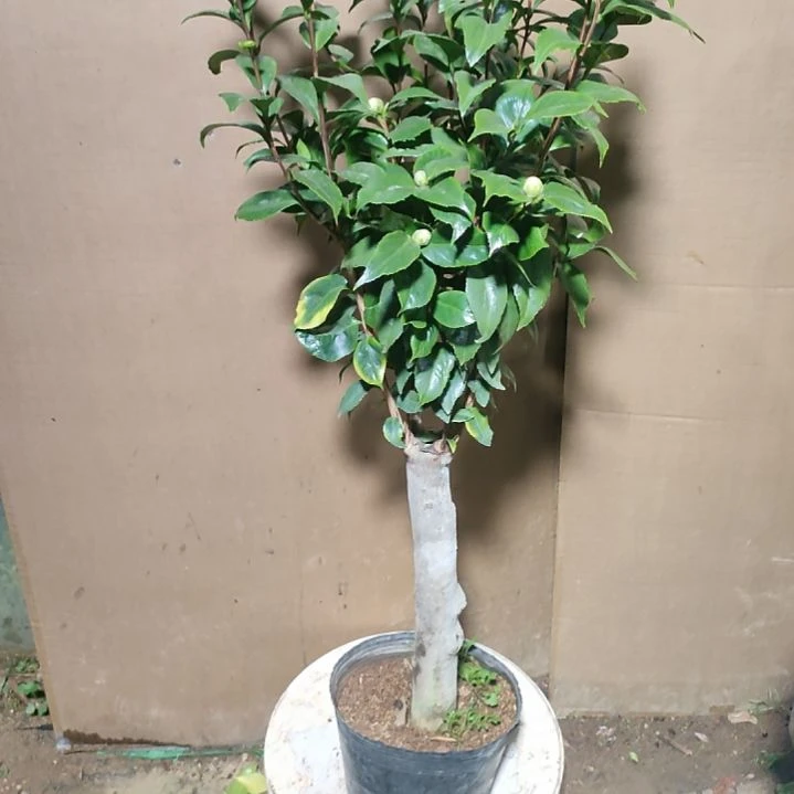 602彩叶十八，原盆原土发货，不包邮