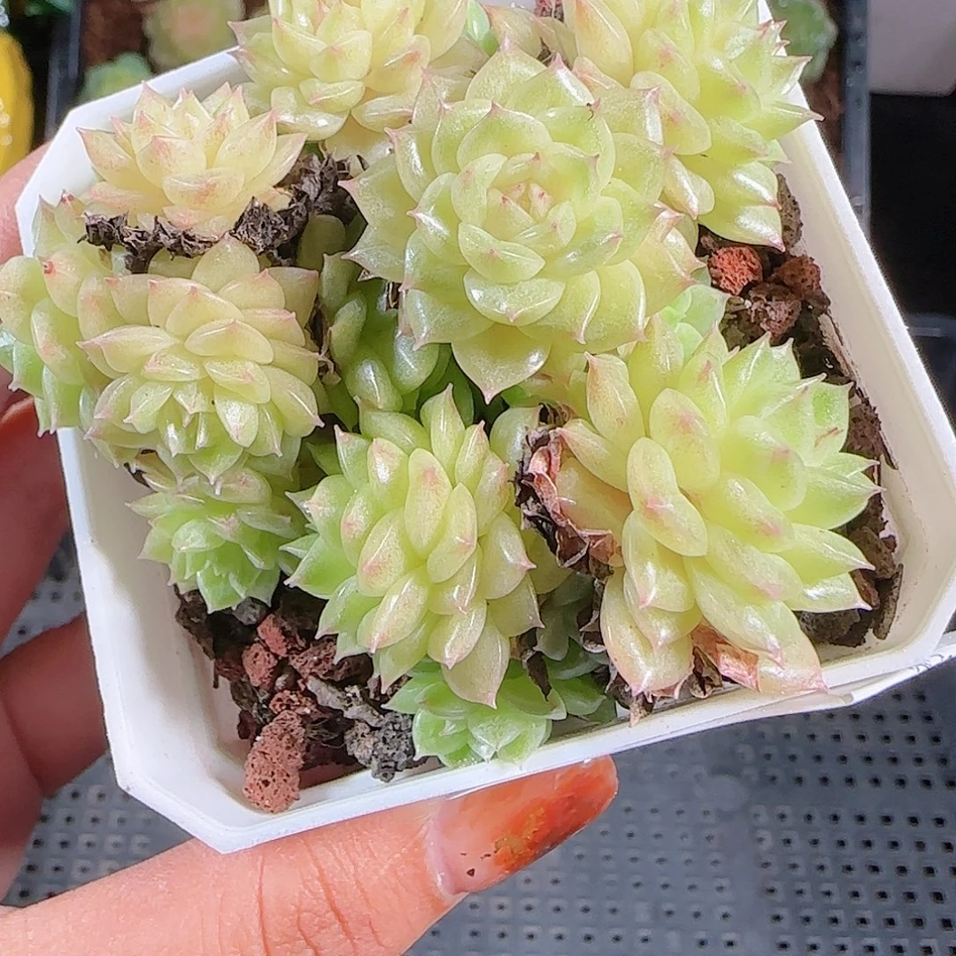 1011-24麦秆优选不包整