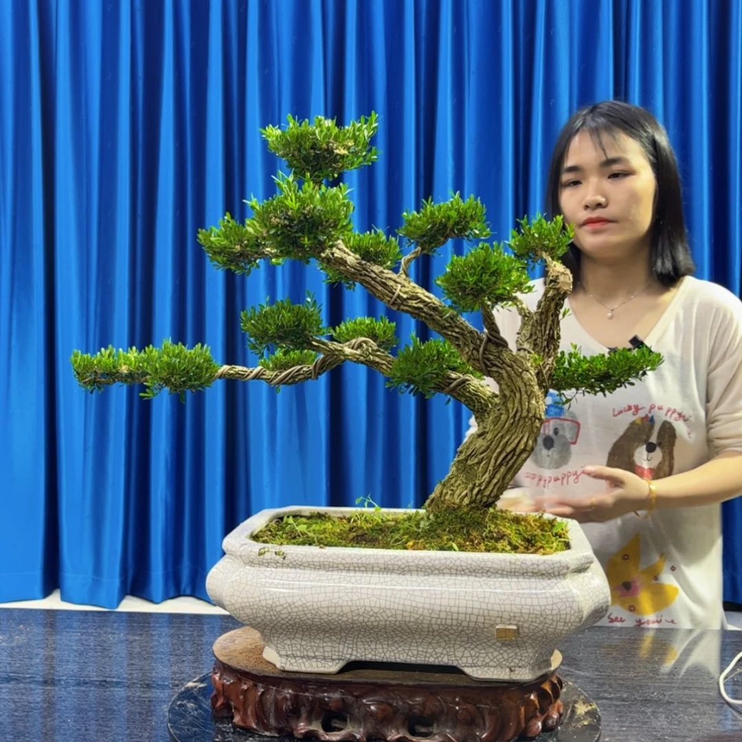 【闪购商品】广东雀舌黄杨盆景L**n