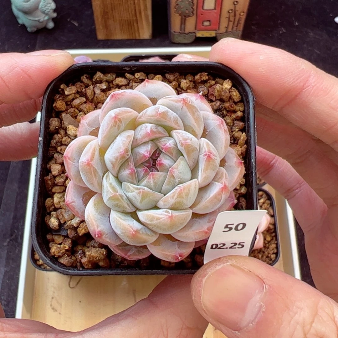 好看没名字50、哈哈