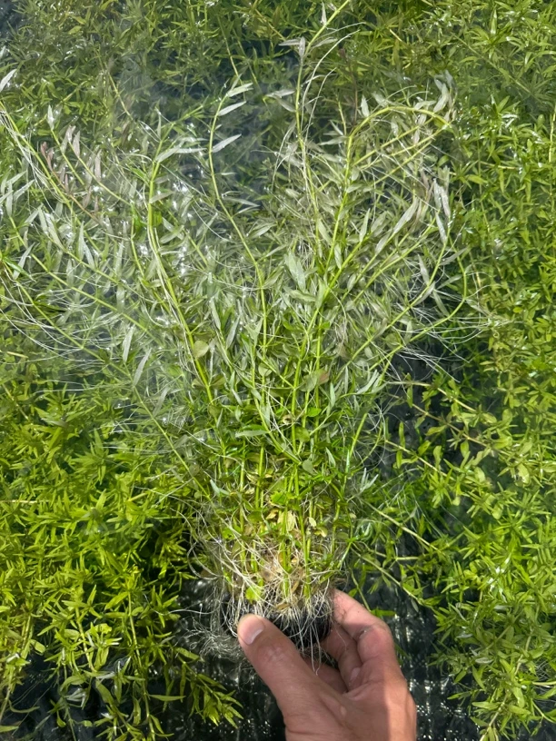 （超大号绿宫廷）造景净化水质躲避草