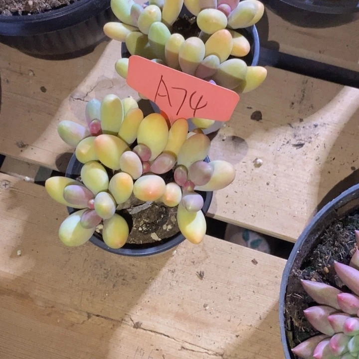 许***后是吗这不还行哇啊