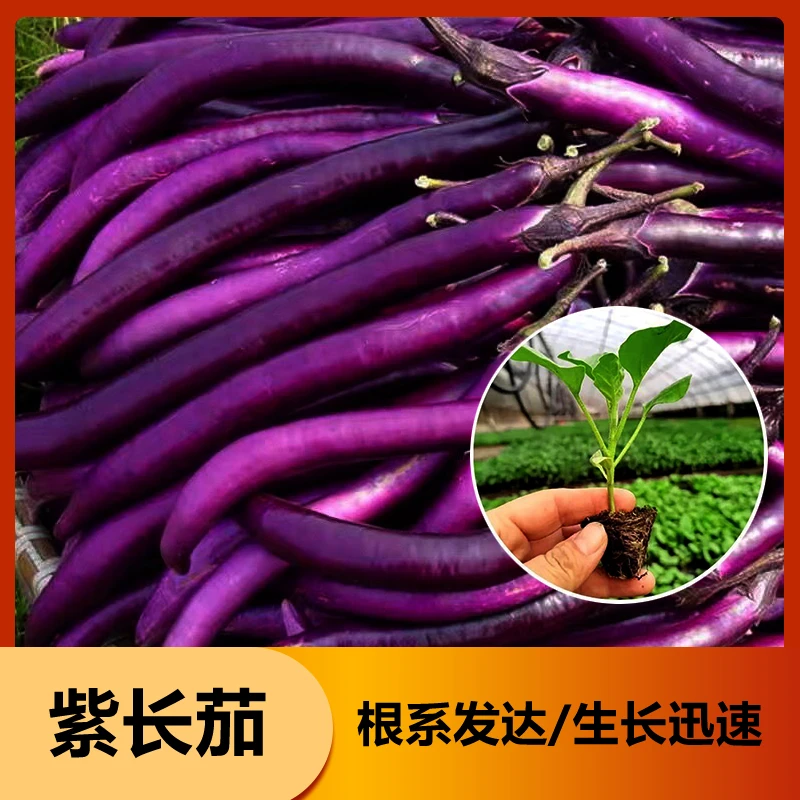 【6颗精选茄子苗】线茄紫长茄黑长茄青长茄黑圆茄子秧苗基地直发