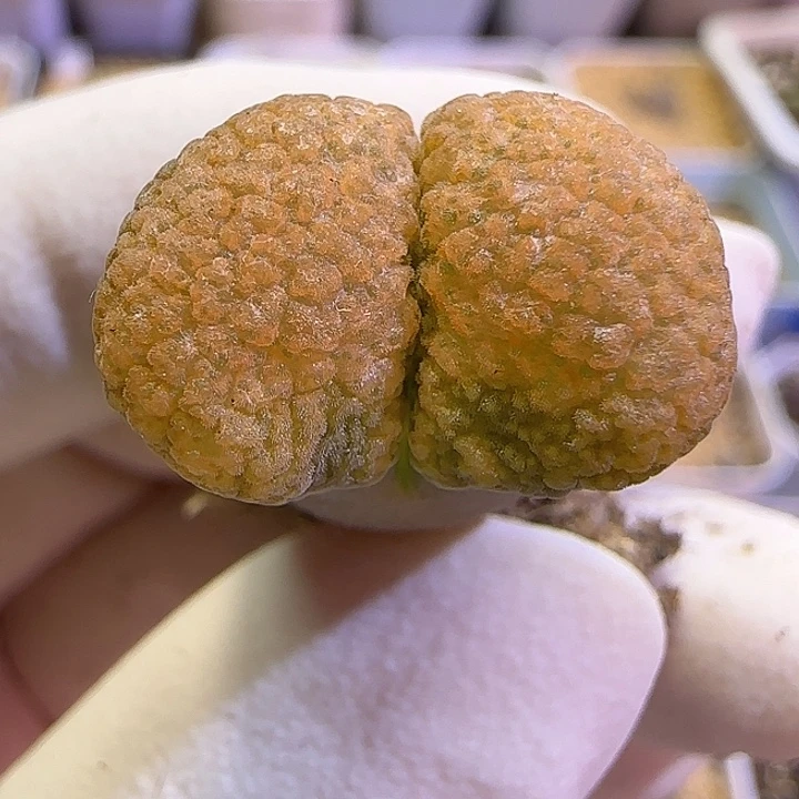 649超级蛋糕福利福利