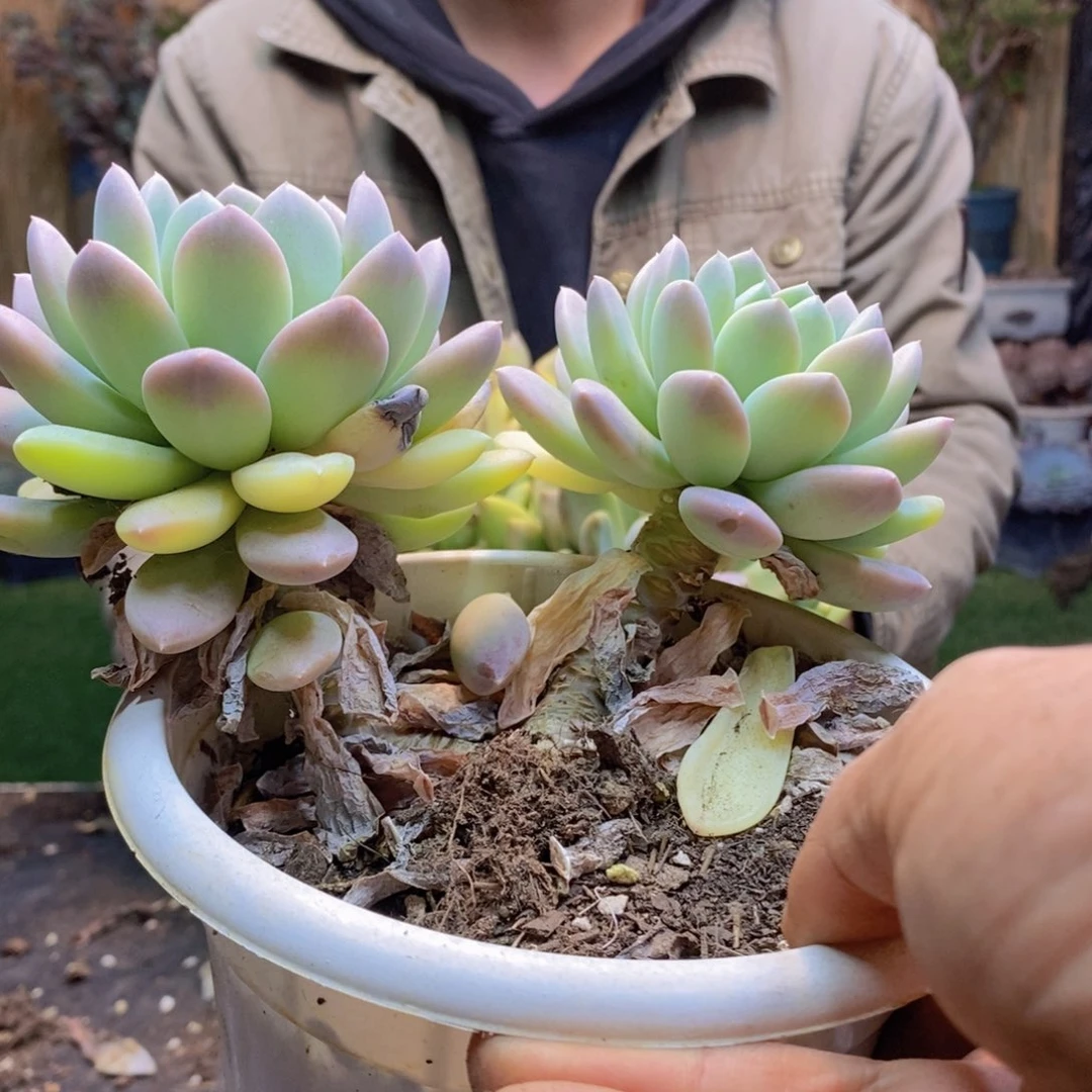 Z***.F155号阮林玉多肉