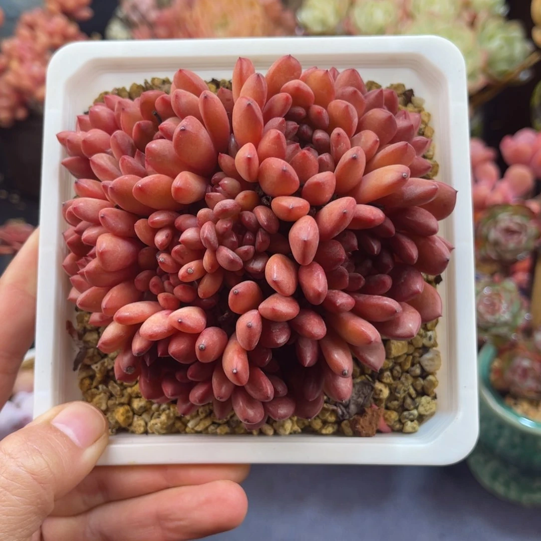 红宝石 十一公分