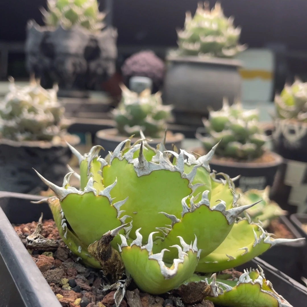 圆叶蕾丝888888888888888