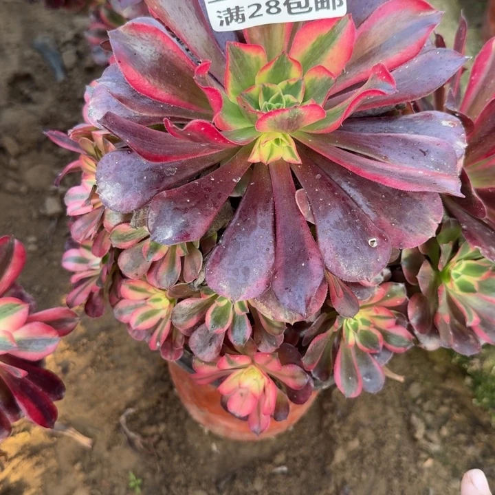 澳***园1569二号棚美杜莎C