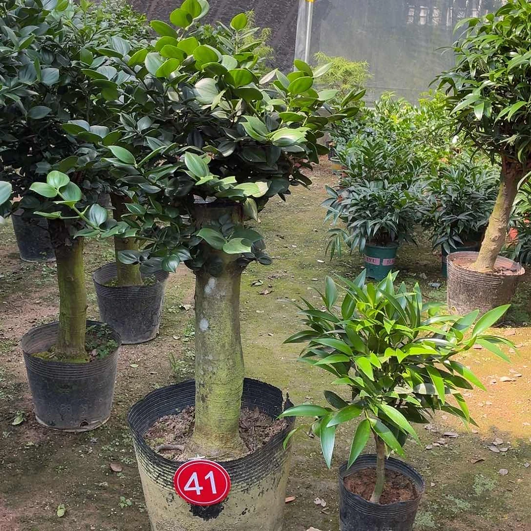 完全开放竹柏老桩一物一拍顺丰包邮