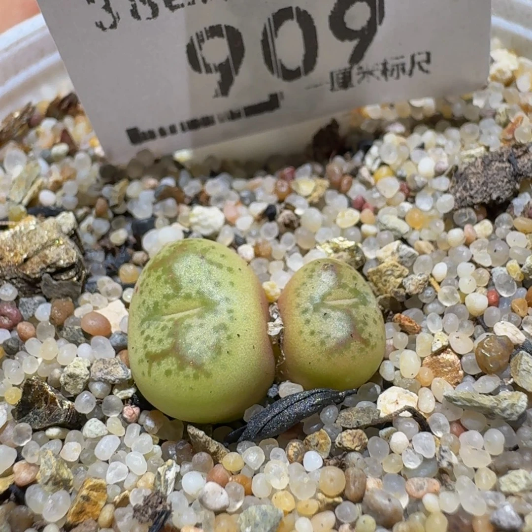Ssss精品生石花909