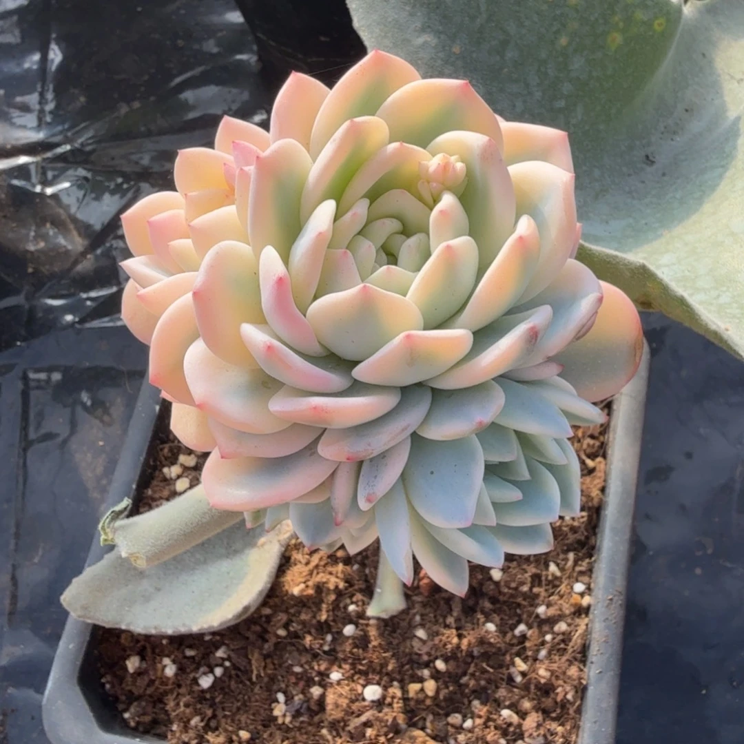 梦露宽锦捧花，多肉锦