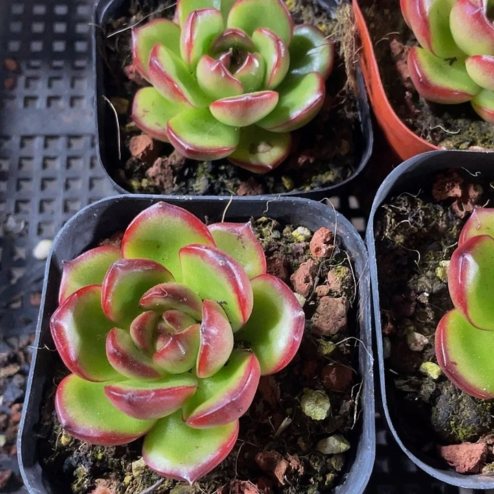 万宝龙2.8带盆土发