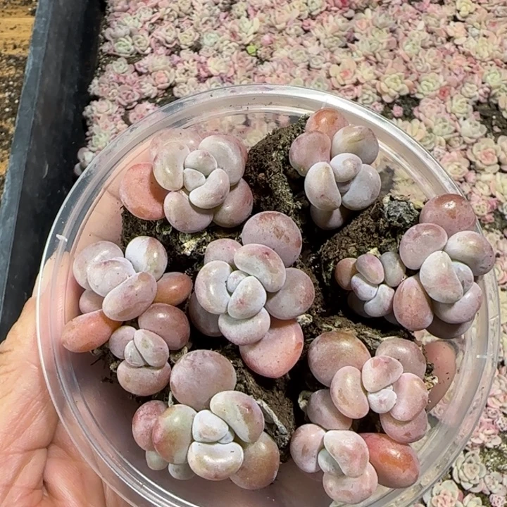 雪兔圆滚滚多肉一盒