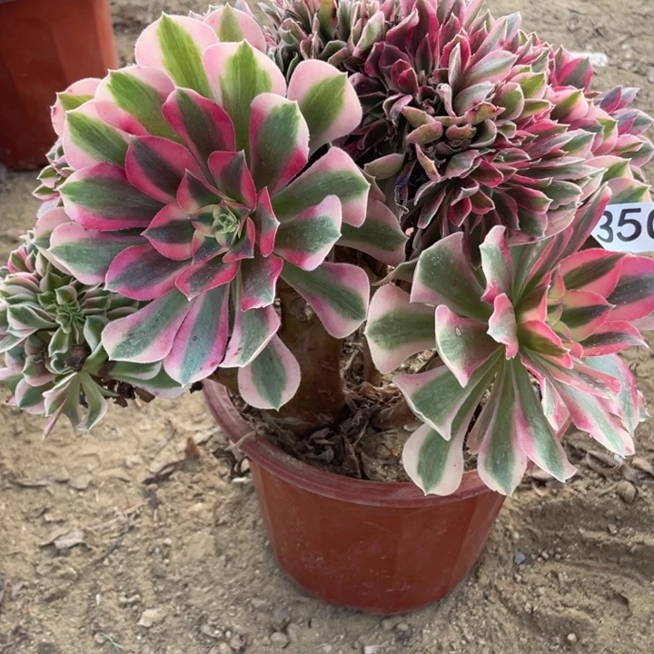 完全开放350对肉女巫缀