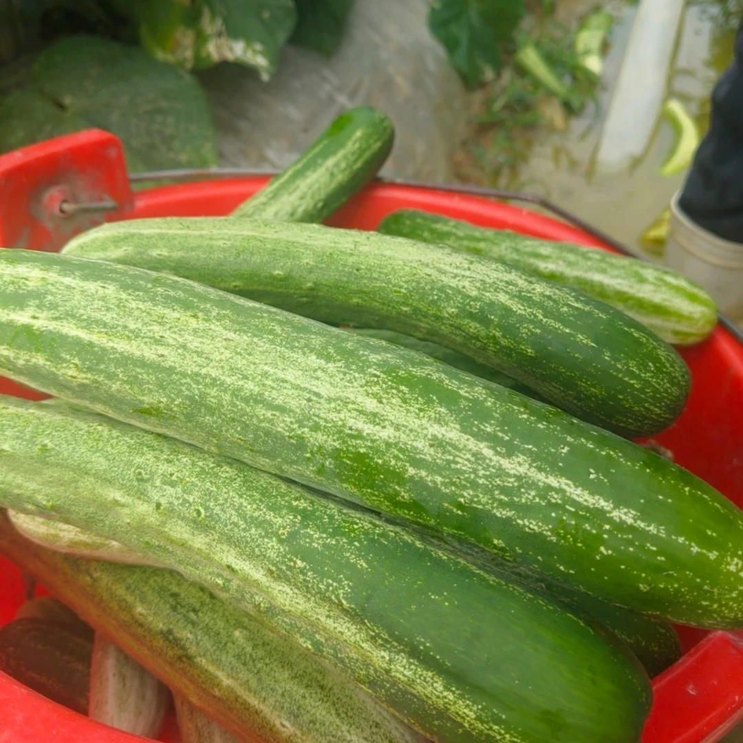 湘西 高山 本地黄瓜 老品种黄瓜