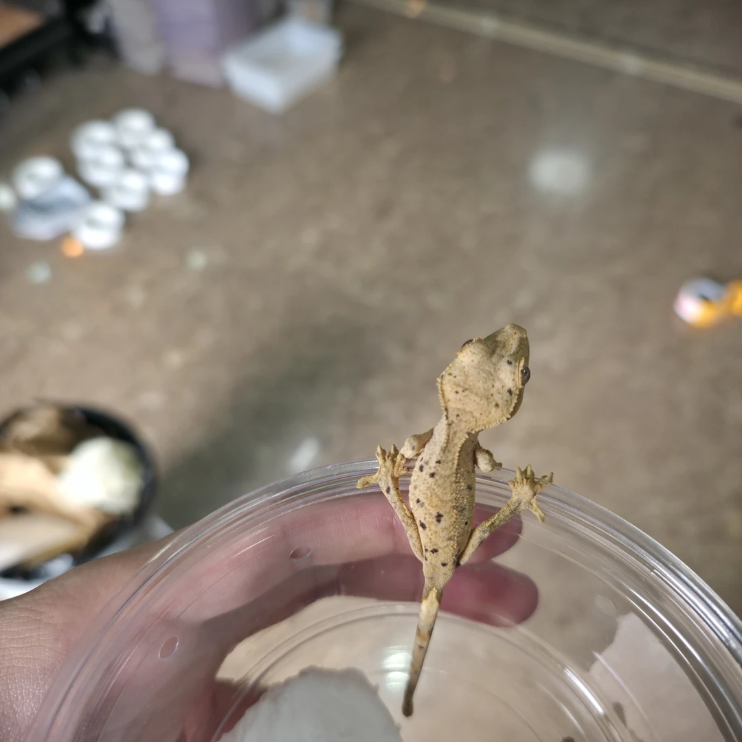 睫角守宫 麦町 公母未分 0度以下不发货勿拍