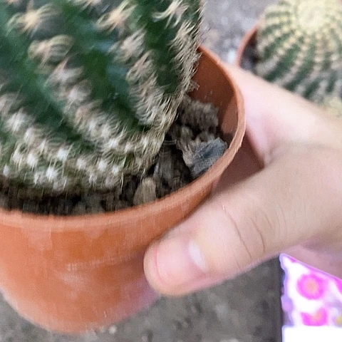 魅影虫咬瑕疵，5公分左右