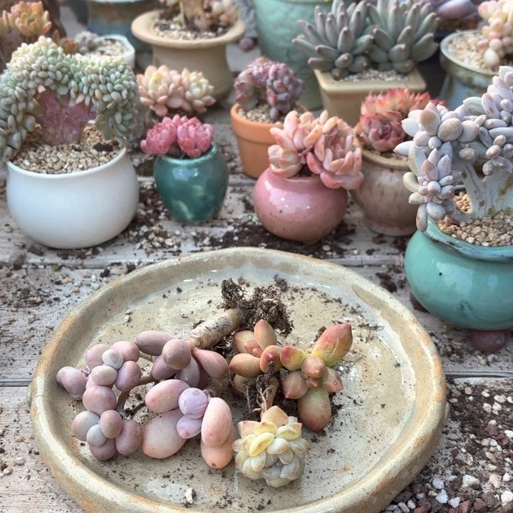 淡***笑xbzdhcdhzshihgxh310