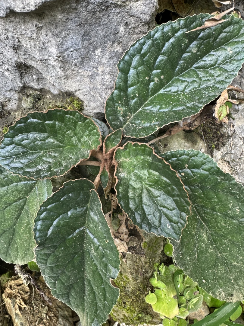 蛛毛苣苔 石上莲 软甘草 中草药