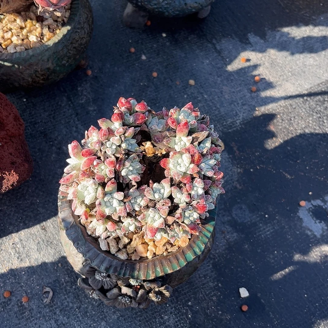 小鹿多肉一物一拍8885