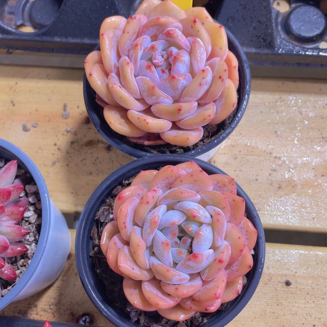 622号 全状态仙女橙单头两个六厘米起